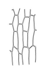 Physcomitridium readeri, upper laminal cells. Drawn from J.K. Bartlett s.n., 19 Mar. 1980, CHR 449103.
 Image: R.C. Wagstaff © Landcare Research 2019 CC BY 3.0 NZ